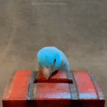 gif-parrot